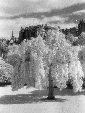 tree negative